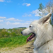 Asumy participe au concours pour gagner de l'argent avec cette photo : dog, white_dog, outdoor, nature, grass, sky, blue_sky, clouds, trees, forest, walk, panting, happy, fluffy, canine, daytime, landscape, animal, profile, sunlight
