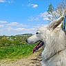 dog, white_dog, outdoor, nature, grass, sky, blue_sky, clouds, trees, forest, walk, panting, happy, fluffy, canine, daytime, landscape, animal, profile, sunlight