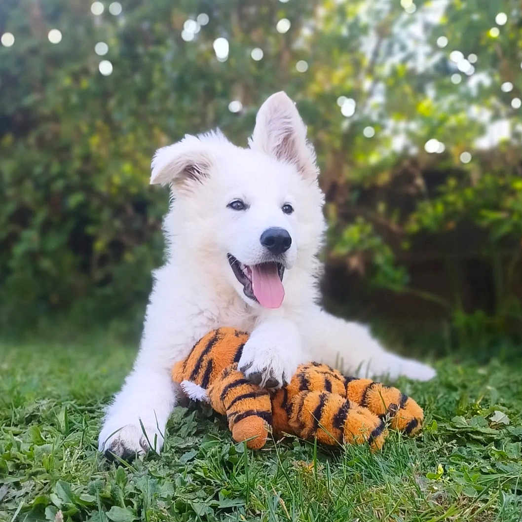 Asumy a rejoint le concours — aidez-le/la à gagner de superbes lots ! puppy, dog, white_fur, grass, outdoor, toy, plush_toy, tiger_pattern, tongue_out, pet, happy, playful, nature, animal, young_dog, cute, greenery, blurred_background, paw, lying_down