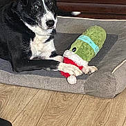 Hank joined the competition — help win amazing prizes! dog, black_and_white, dog_bed, plush_toy, christmas_pickle, wooden_floor, indoor, pet, animal, canine, resting, toy, cozy, home, curious, laying_down, furniture, living_room, domestic, companion