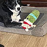 dog, black_and_white, dog_bed, plush_toy, christmas_pickle, wooden_floor, indoor, pet, animal, canine, resting, toy, cozy, home, curious, laying_down, furniture, living_room, domestic, companion