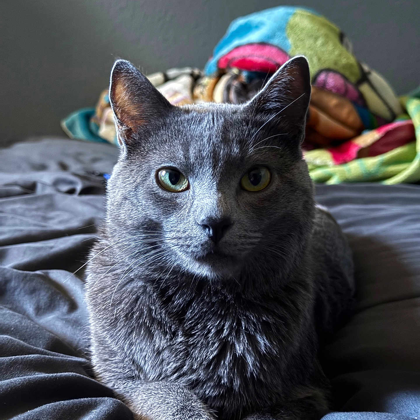 Channie is registered to the contest to win money with this photo: animal, bed, blanket, cat, closeup, cozy, cute, domestic_animal, ears, feline, fur, gray_cat, green_eyes, indoor, laying_down, mammal, pet, portrait, resting, whiskers