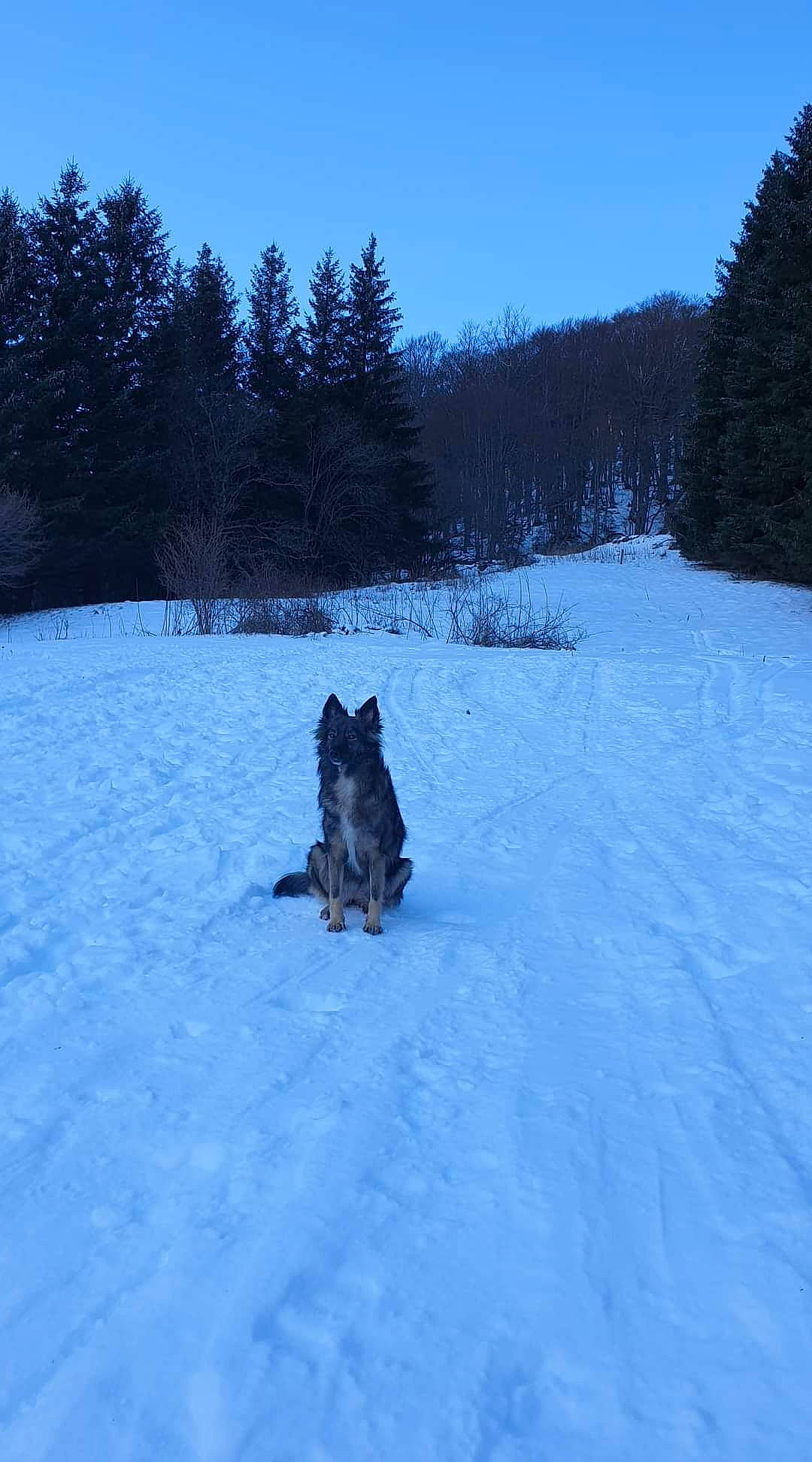 Sotcha a rejoint le concours — aidez-le/la à gagner de superbes lots ! carnivore, conifer, dog, dog_breed, electric_blue, freezing, geological_phenomenon, glacial_landform, ice_cap, landscape, mountain, mountain_range, plant, recreation, sky, slope, snow, sporting_group, tree, winter
