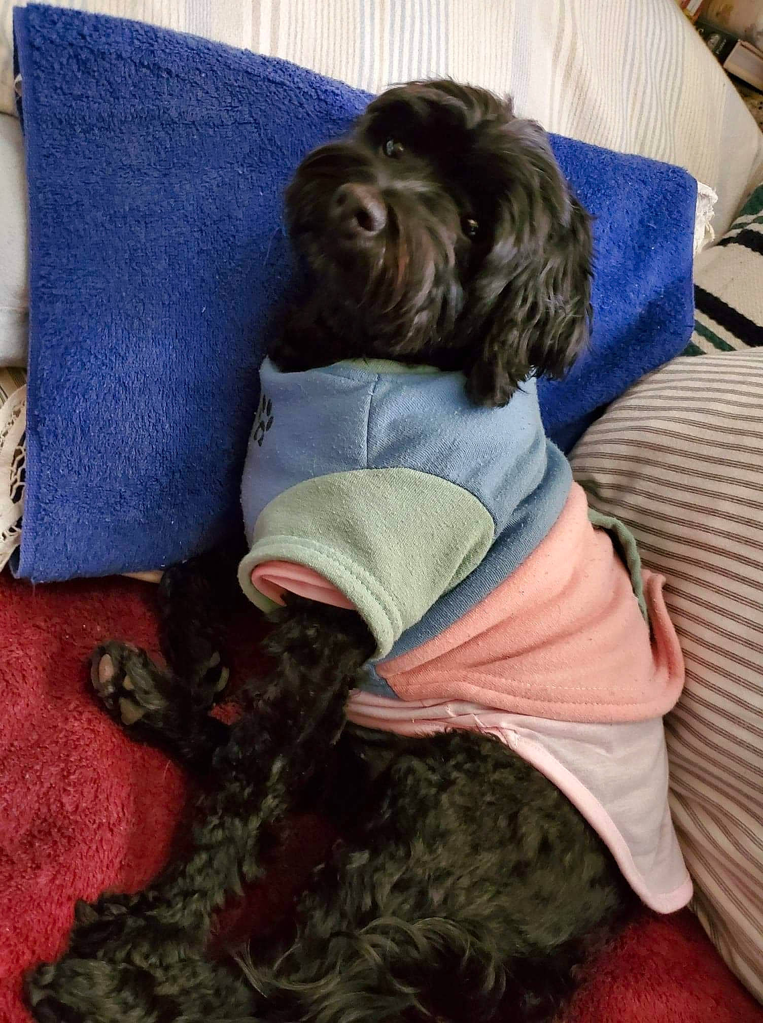 Andi Lou joined the competition — help win amazing prizes! bedding, carnivore, comfort, companion_dog, dog, dog_breed, fawn, fur, human_leg, linens, liver, long_hair, pillow, room, shoulder, textile, thigh, throw_pillow, wood, working_animal