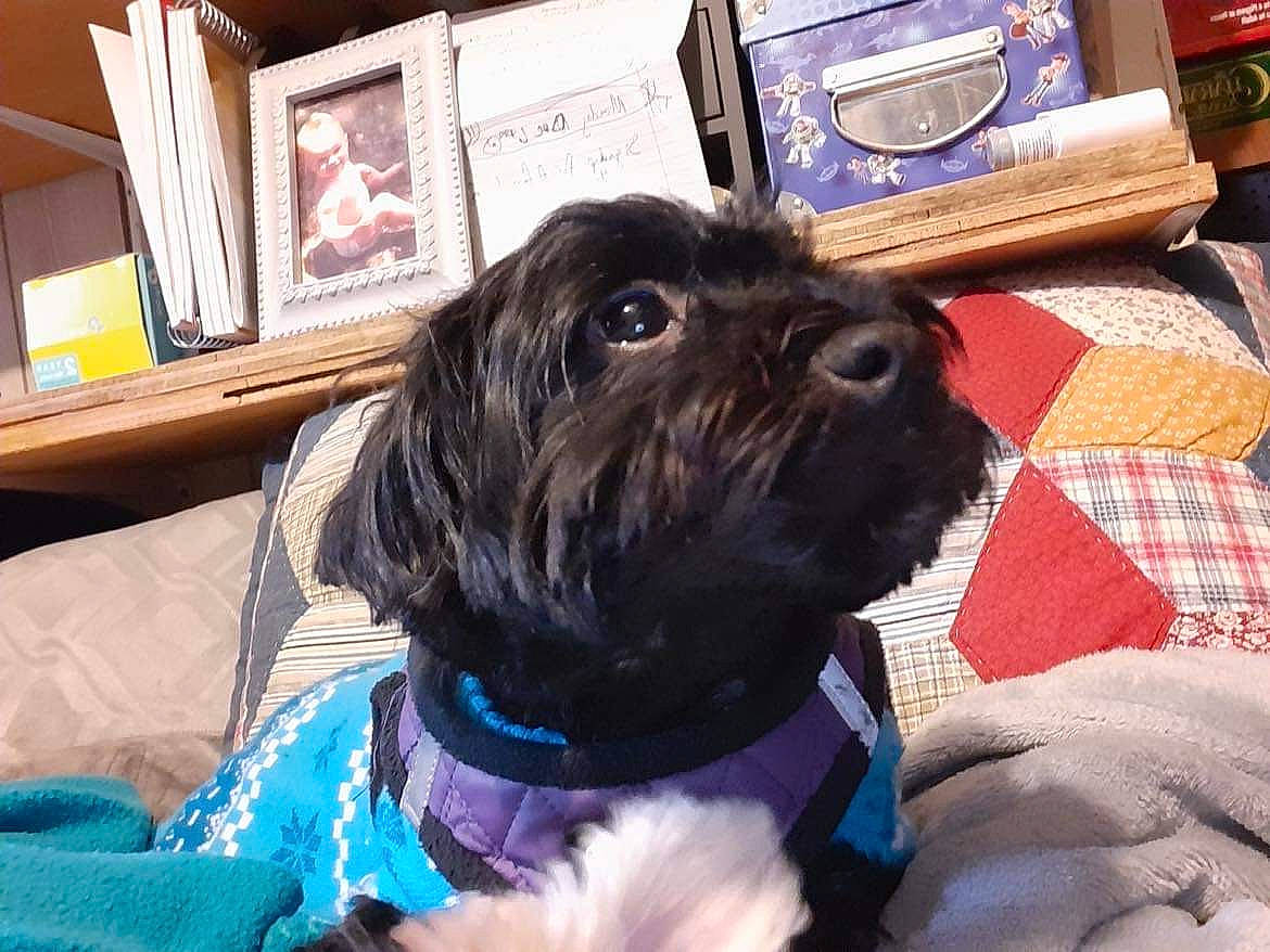 Andi Lou is registered to the contest to win money with this photo: canidae, carnivore, collar, comfort, companion_dog, dog, dog_breed, dog_collar, dog_supply, fur, liver, pet_supply, picture_frame, plaid, small_terrier, snout, sporting_group, terrier, toy_dog, working_animal