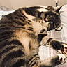 Carlos joined the competition — help win amazing prizes! animal, bed, cat, comfort, cozy, cute, cute_paws, domestic, feline, fur, indoor, mammal, paw, pet, relaxed, resting, sleeping, striped, tabby, whiskers