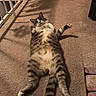 Carlos joined the competition — help win amazing prizes! animal, carpet, cat, cozy, curious, cute, domestic, feline, floor, home, indoor, lying_down, pattern, pet, railing, relaxed, shadow, striped, tabby, white_paws