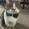 cat, bow_tie, green, plaid, carpet, indoor, furniture, table, chair, pet, whiskers, gray, white, close_up, portrait, domestic_animal, cute, animal, sitting, household