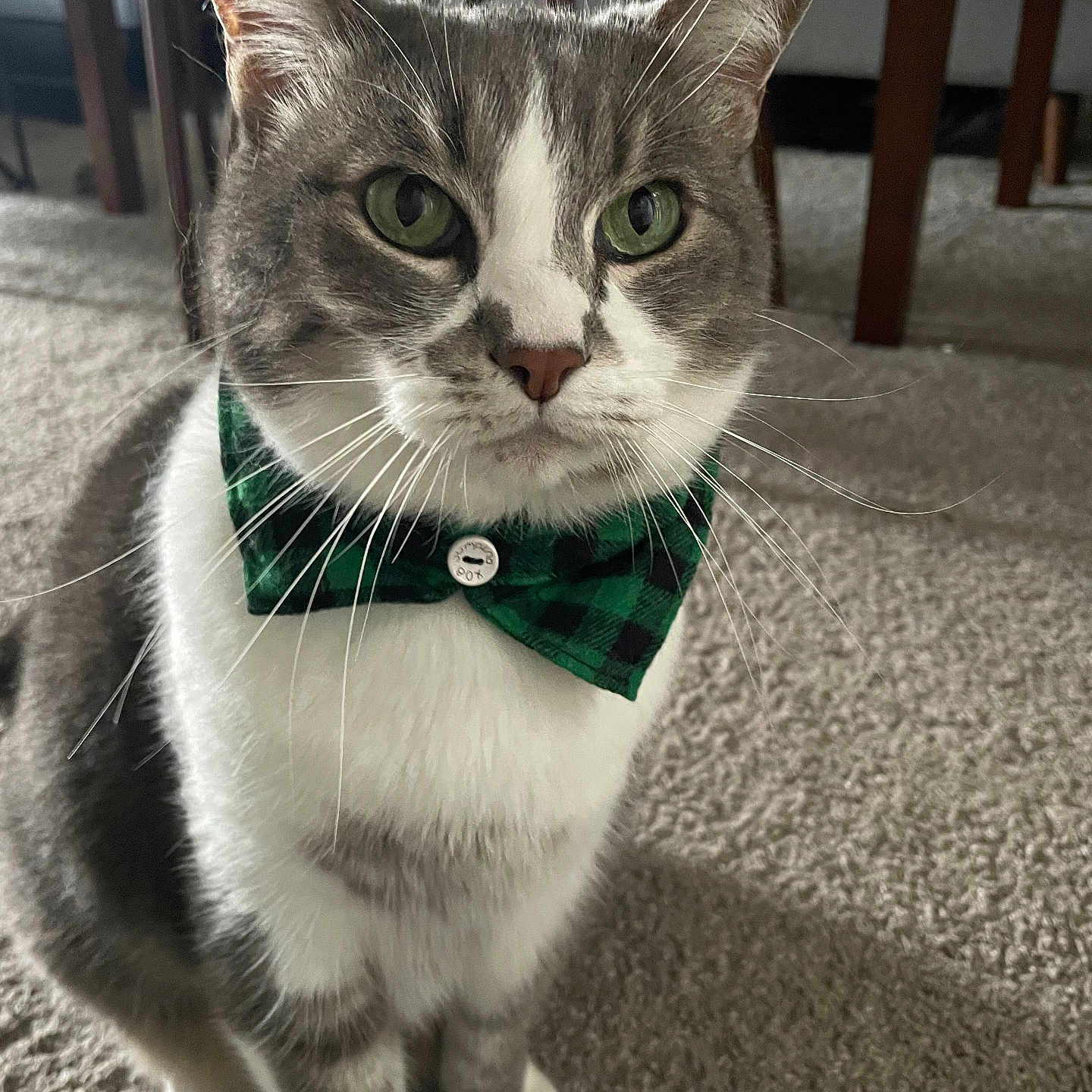 Carlos joined the competition — help win amazing prizes! cat, bow_tie, green, plaid, carpet, indoor, furniture, table, chair, pet, whiskers, gray, white, close_up, portrait, domestic_animal, cute, animal, sitting, household