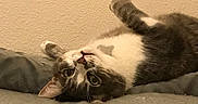 Carlos is registered to the contest to win money with this photo: bedroom, blanket, cat, cozy, curious, cute, ears, eyes, feline, fur, gray_cat, indoor, lying_down, nose, pet, resting, upside_down, wall, whiskers, white_cat