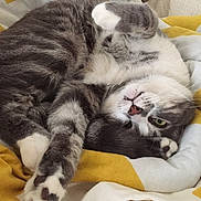 Carlos is registered to the contest to win money with this photo: animal, blanket, cat, cozy, cute, domestic_animal, feline, fur, gray_cat, green_eyes, indoor, lying_down, paw, pet, relaxed, resting, sleeping, striped_fur, white_paws, yellow_blanket