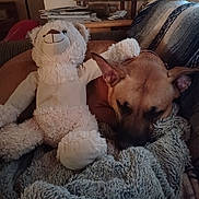 Nala joined the competition — help win amazing prizes! dog, stuffed_toy, teddy_bear, blanket, couch, sleeping, cozy, indoor, furniture, plush, pet, relaxing, brown_dog, soft_texture, home, companion, resting, animal, cute, comfort