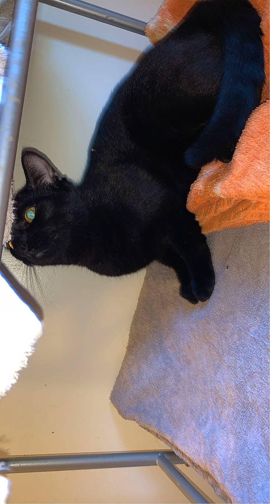 Diamond joined the competition — help win amazing prizes! black_cat, bombay, carnivore, cat, claw, comfort, domestic_short_haired_cat, felidae, fur, gesture, havana_brown, paw, plant, rectangle, shadow, small_to_medium_sized_cats, tail, terrestrial_animal, whiskers