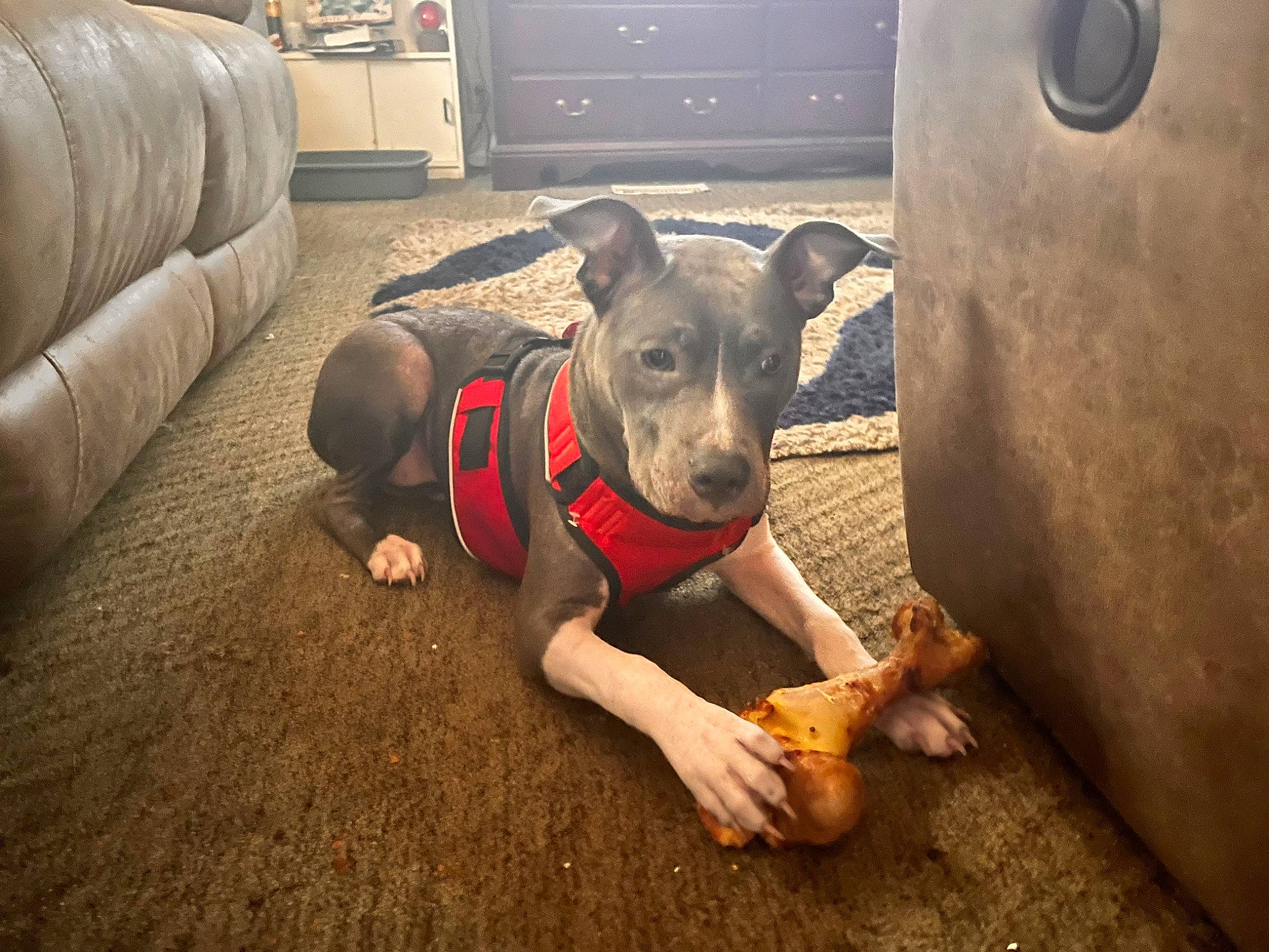 Knoble is registered to the contest to win money with this photo: automotive_tire, cabinetry, canidae, carnivore, collar, companion_dog, couch, dog, dog_breed, dog_clothes, dog_collar, dog_supply, fawn, flooring, guard_dog, pet_supply, snout, sporting_group, tire, working_animal