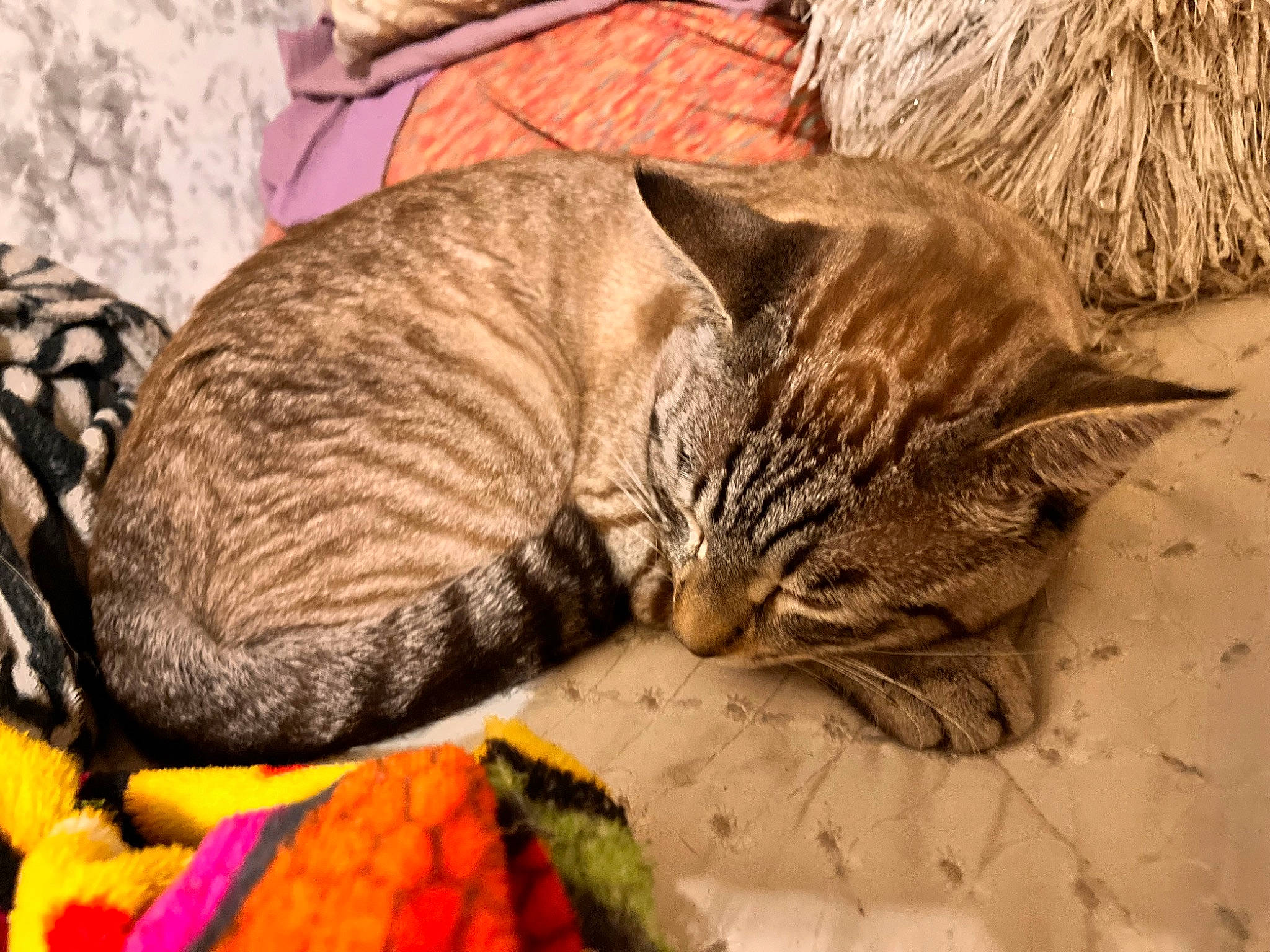 Tiger joined the competition — help win amazing prizes! ananas, baby_carrot, carnivore, carrot, cat, cat_bed, claw, comfort, domestic_short_haired_cat, fawn, felidae, fruit, fur, natural_foods, paw, pineapple, small_to_medium_sized_cats, snout, terrestrial_animal, whiskers