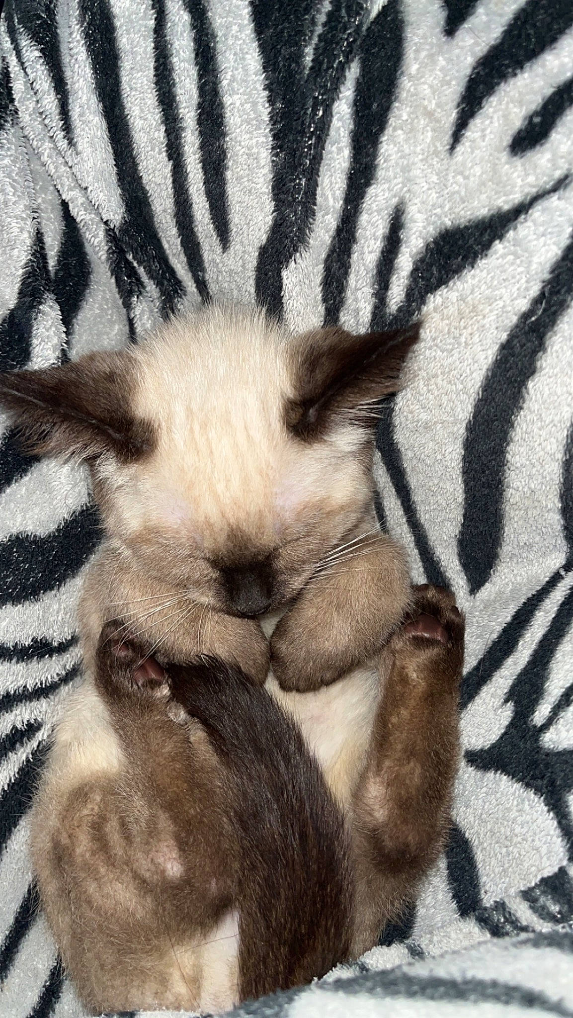 Charlie is registered to the contest to win money with this photo: canidae, carnivore, cat, claw, comfort, companion_dog, dog_breed, fawn, felidae, fur, nap, pattern, paw, small_to_medium_sized_cats, snout, tail, terrestrial_animal, whiskers, wildlife, working_animal