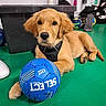 dog, puppy, golden_retriever, soccer_ball, indoor, green_floor, black_harness, sports_equipment, curious, pet, animal, playing, resting, paw, toy, close_up, young_dog, cute, canine, floor