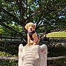 Rio participe au concours pour gagner de l'argent avec cette photo : dog, puppy, golden_retriever, statue, elephant_statue, outdoor, tree, greenery, fence, sunlight, park, leash, harness, animal, nature, smiling, pet, sculpture, daytime, happy