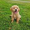 Rio a rejoint le concours — aidez-le/la à gagner de superbes lots ! dog, puppy, golden_retriever, grass, greenery, outdoor, nature, happy, tongue_out, cute, animal, pet, sitting, young_dog, field, smiling, fur, playful, summer, daytime