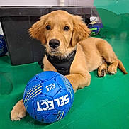 Rio participe au concours pour gagner de l'argent avec cette photo : golden_retriever, puppy, dog, soccer_ball, blue_ball, green_floor, black_harness, pet, animal, indoor, resting, cute, young_dog, looking_at_camera, floor, toy, playful, domestic_animal, canine, fur