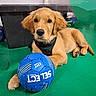 golden_retriever, puppy, dog, soccer_ball, blue_ball, green_floor, black_harness, pet, animal, indoor, resting, cute, young_dog, looking_at_camera, floor, toy, playful, domestic_animal, canine, fur