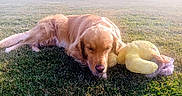 Rio a rejoint le concours — aidez-le/la à gagner de superbes lots ! dog, golden_retriever, grass, outdoor, pet, animal, sleeping, toy, plush, yellow_toy, sunlight, nature, relaxing, peaceful, mammal, fur, resting, daytime, cute, companion