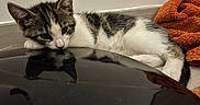 Bohème a rejoint le concours — aidez-le/la à gagner de superbes lots ! kitten, cat, reflection, floor, orange_towel, white_wall, resting, young_cat, domestic_cat, indoor, fur, striped, cute, pet, animal, relaxed, curious, whiskers, ears, black_surface
