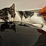 kitten, cat, reflection, floor, orange_towel, white_wall, resting, young_cat, domestic_cat, indoor, fur, striped, cute, pet, animal, relaxed, curious, whiskers, ears, black_surface