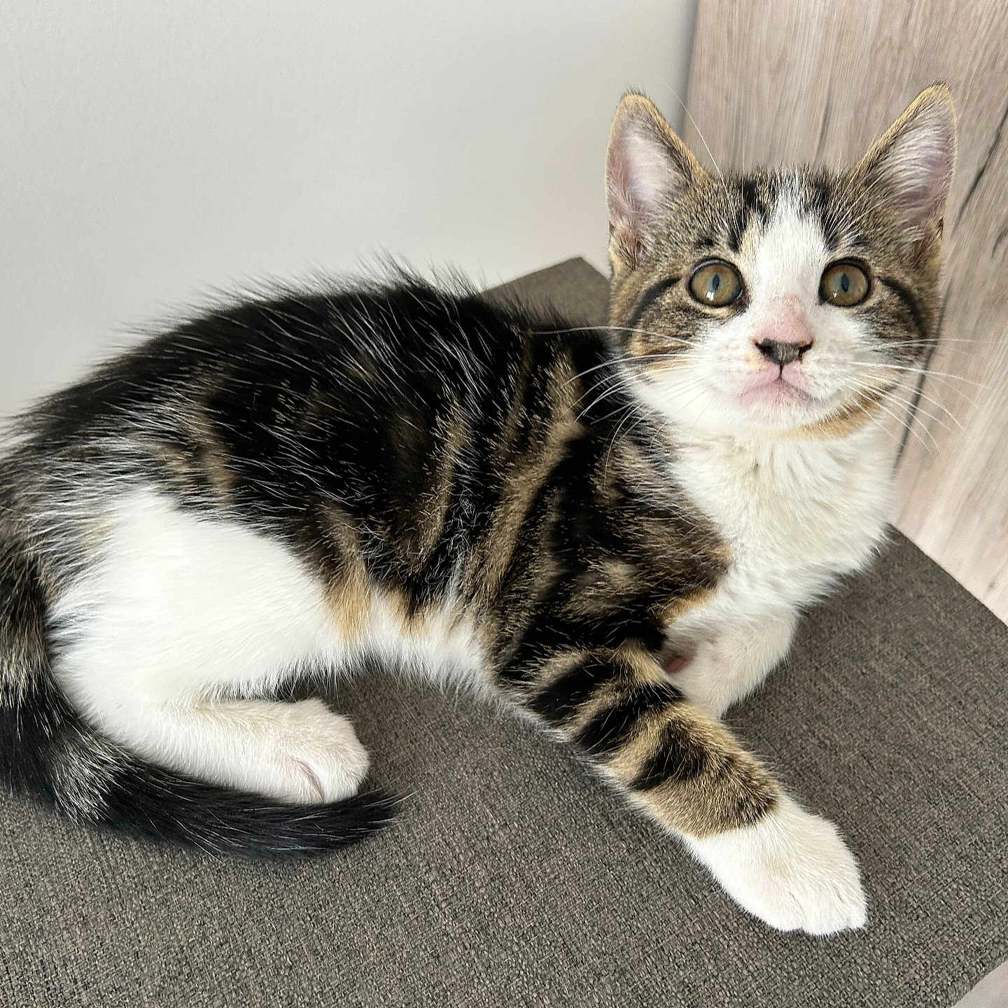 Bohème a rejoint le concours — aidez-le/la à gagner de superbes lots ! kitten, cat, tabby, feline, pet, animal, young, curious, whiskers, ears, tail, paws, indoor, resting, fur, striped, cute, small, portrait, looking