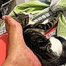 Bohème participe au concours pour gagner de l'argent avec cette photo : kitten, cat, foot, bed, blanket, striped, tabby, white, feline, pet, resting, cozy, indoor, sleeping_area, cute, animal, paw, human, soft, relaxation