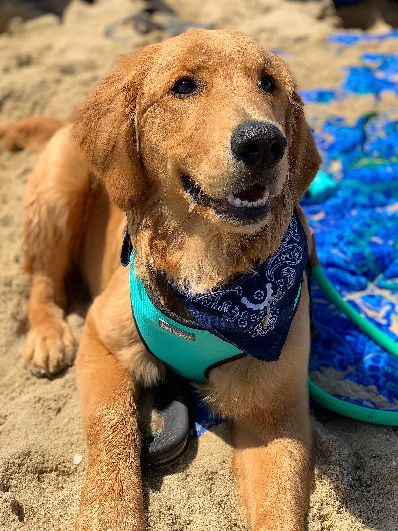 Louie joined the competition — help win amazing prizes! blue, canidae, carnivore, collar, companion_dog, dog, dog_breed, dog_collar, dog_supply, electric_blue, fawn, grass, gun_dog, pet_supply, plant, recreation, snout, sporting_group, whiskers, working_animal