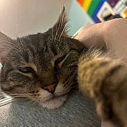 Stella is registered to the contest to win money with this photo: cat, tabby, close_up, sleepy, pet, feline, whiskers, nose, ears, fur, indoor, rainbow_flag, background, gray_cloth, cozy, snuggling, relaxation, soft_light, domestic_animal, cute