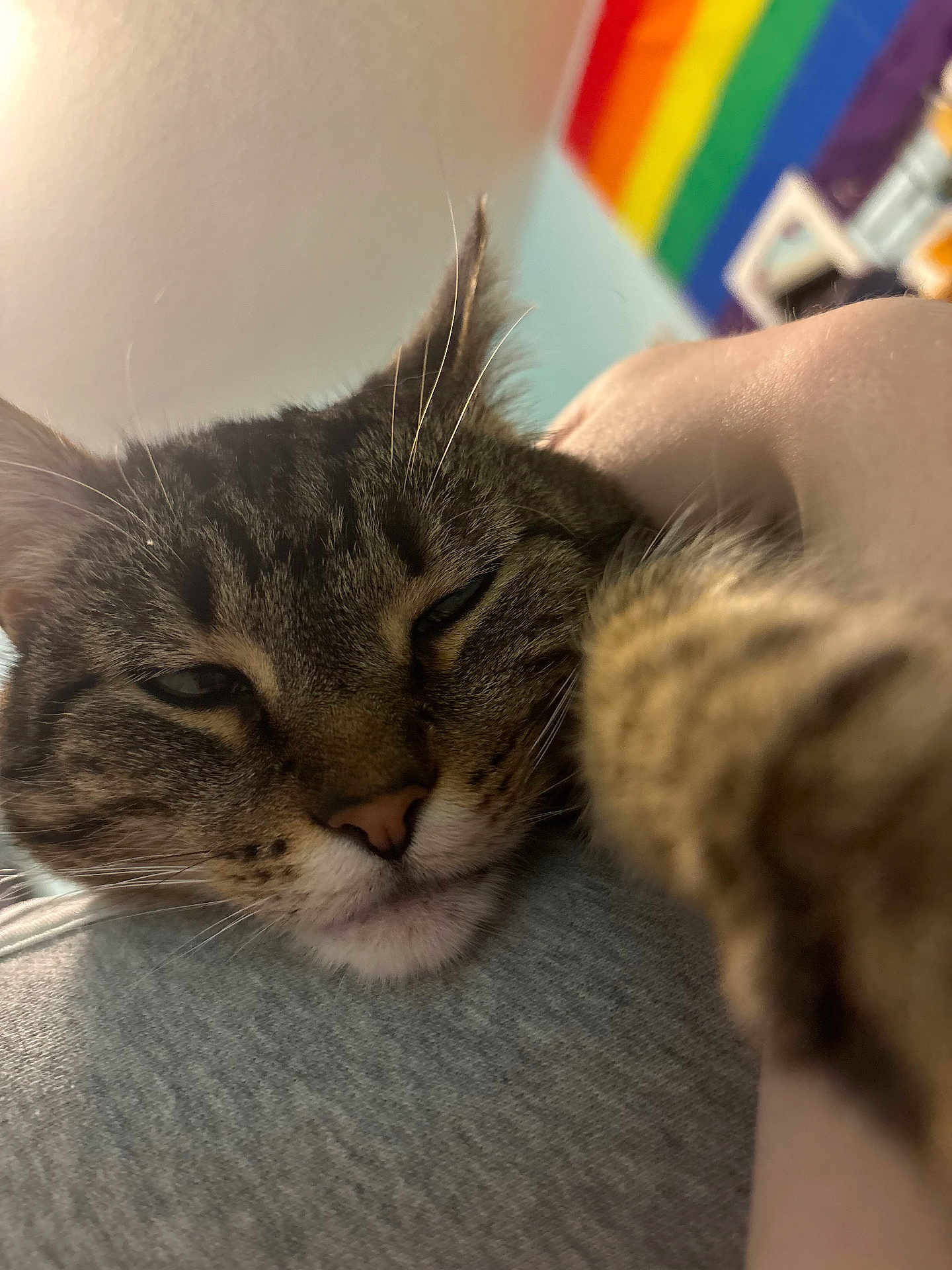 Stella is registered to the contest to win money with this photo: cat, tabby, close_up, sleepy, pet, feline, whiskers, nose, ears, fur, indoor, rainbow_flag, background, gray_cloth, cozy, snuggling, relaxation, soft_light, domestic_animal, cute