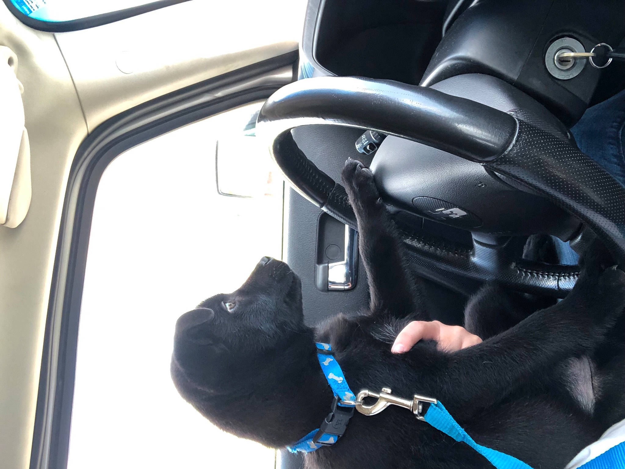 Champion joined the competition — help win amazing prizes! auto_part, automotive_design, automotive_exterior, automotive_mirror, automotive_window_part, black, carnivore, dog, electric_blue, family_car, head_restraint, light, motor_vehicle, personal_luxury_car, personal_protective_equipment, steering_wheel, vehicle, vehicle_door, window, windshield