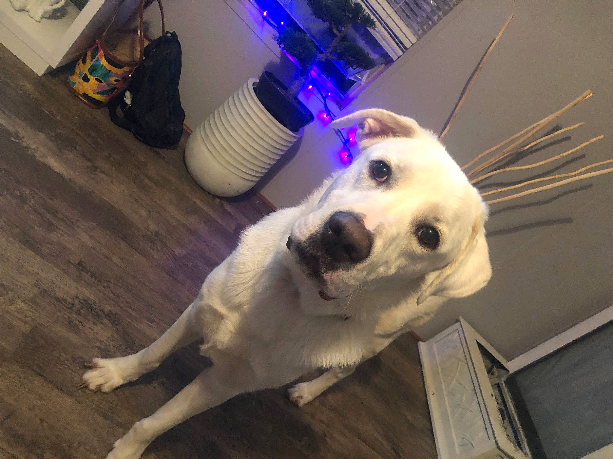 Milo joined the competition — help win amazing prizes! bag, carnivore, collar, companion_dog, dog, dog_breed, fawn, floor, flooring, fur, hardwood, leash, luggage_and_bags, pet_supply, snout, sporting_group, whiskers, wood, wood_flooring, working_animal