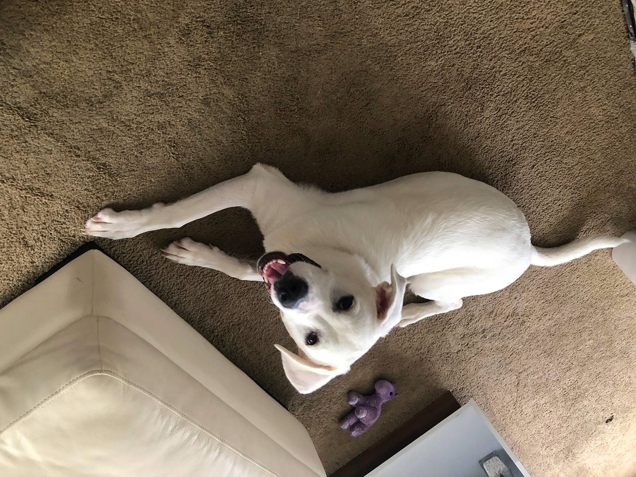 Milo is registered to the contest to win money with this photo: art, bedding, canidae, carnivore, comfort, companion_dog, couch, dog, dog_breed, dog_supply, ear, fawn, linens, nap, paw, sleep, snout, sporting_group, toy_dog, working_animal