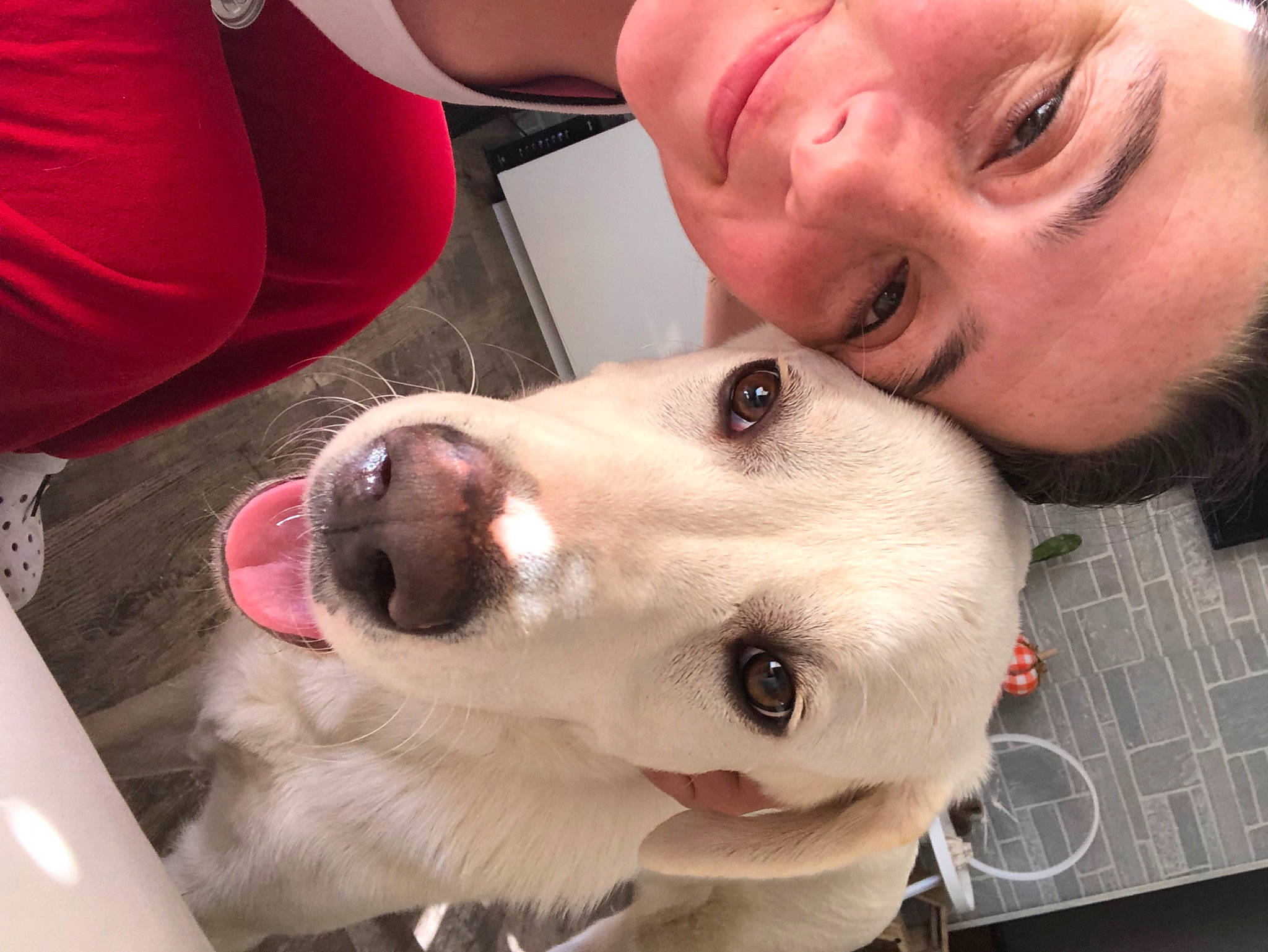 Milo joined the competition — help win amazing prizes! carnivore, collar, companion_dog, dog, dog_breed, dog_collar, ear, fawn, gesture, happy, jaw, mouth, nose, organ, selfie, skin, smile, snout, throat, working_animal