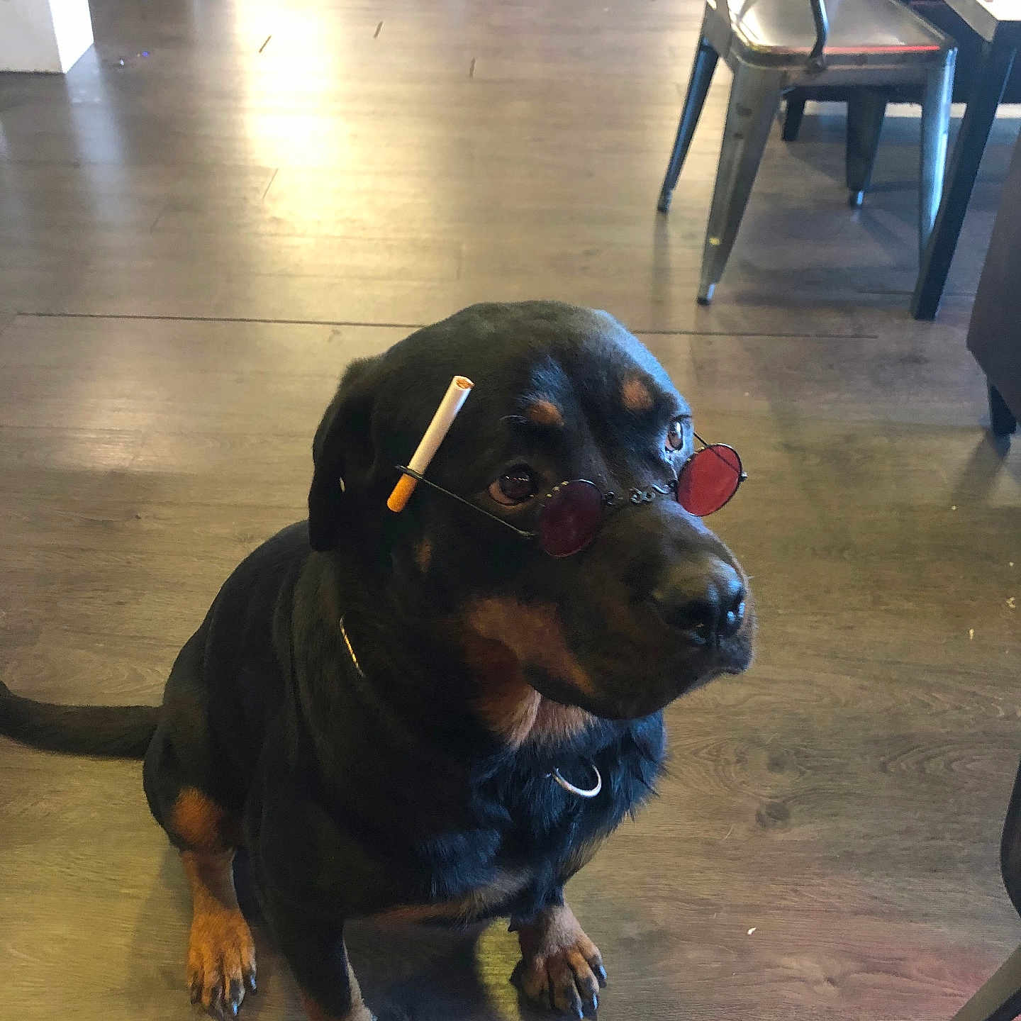 Rebelle participe au concours pour gagner de l'argent avec cette photo : accessories, animal, architecture, bag, canine, chair, diningtable, dog, furniture, handbag, hardwood, hound, indoors, interiordesign, labradorretriever, pet, plywood, puppy, table, wood