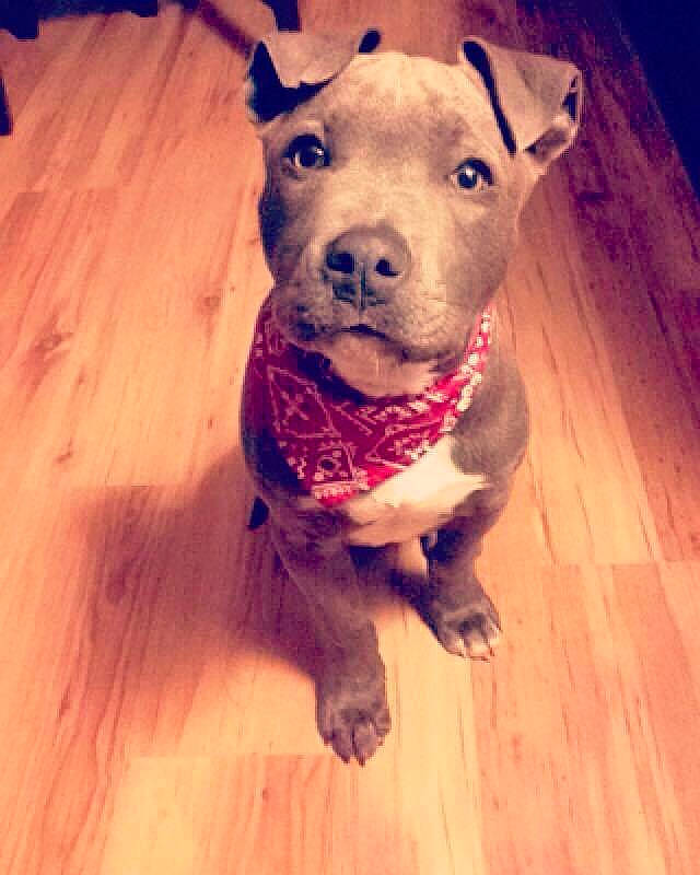 Magic a rejoint le concours — aidez-le/la à gagner de superbes lots ! american_pit_bull_terrier, american_staffordshire_terrier, bull_and_terrier, canidae, carnivore, companion_dog, dog, dog_breed, fawn, mammal, non_sporting_group, nose, pit_bull, puppy, puppy_love, snout, sporting_group, staffordshire_bull_terrier