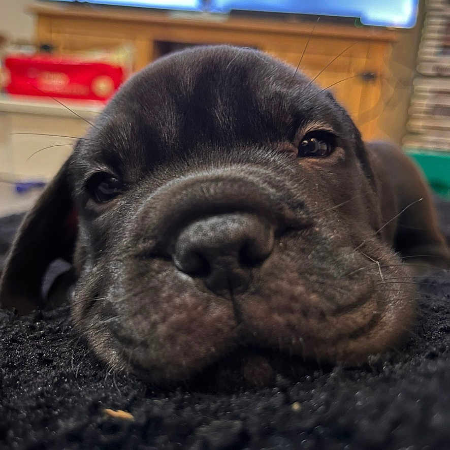 Humprey joined the competition — help win amazing prizes! animal, black_dog, blurred_background, carpet, close_up, cozy, cute, dog, face, fur, indoor, lying_down, pet, puppy, resting, sleepy, television, whiskers, wooden_furniture, young_dog