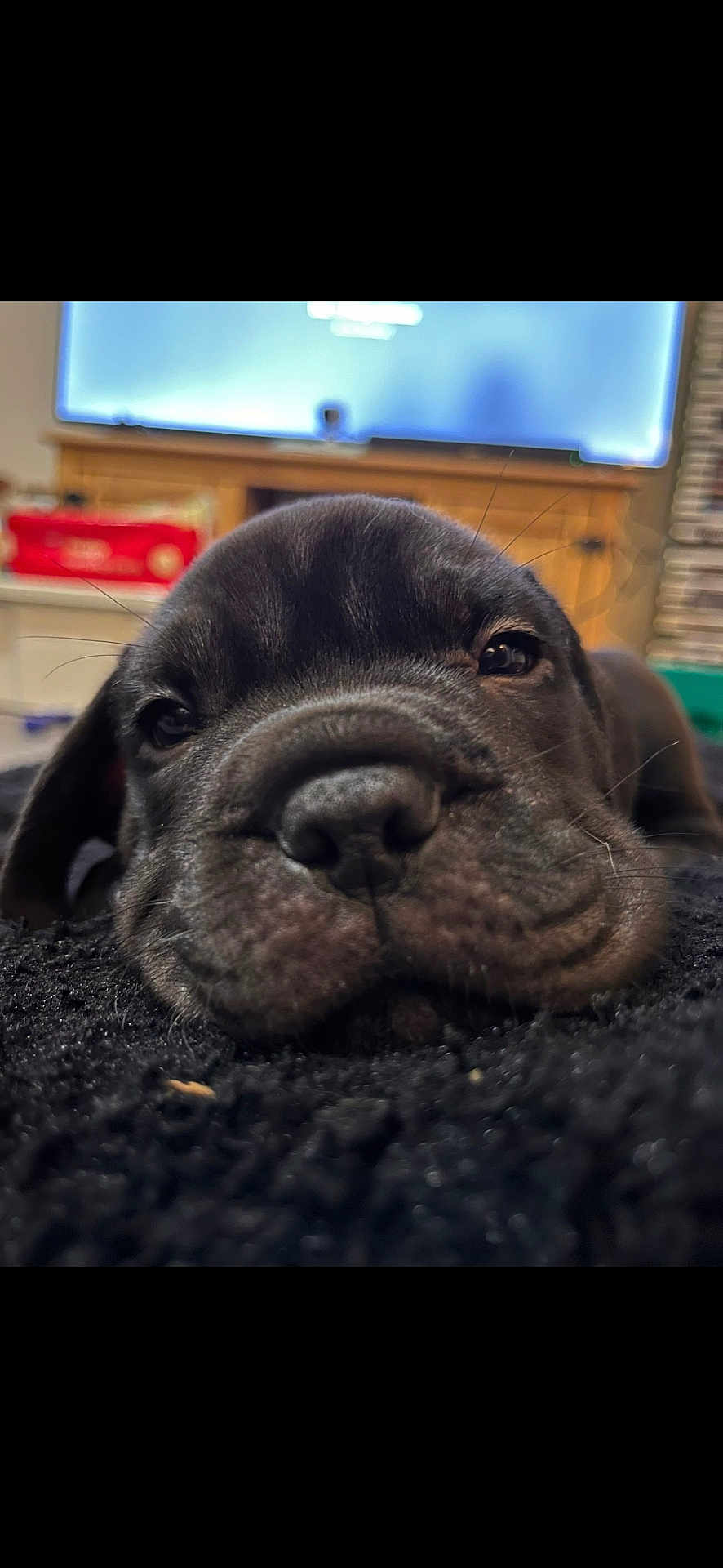 Humprey joined the competition — help win amazing prizes! puppy, dog, black_dog, close_up, lying_down, carpet, indoor, sleepy, cute, pet, animal, fur, face, whiskers, blurred_background, wooden_furniture, television, cozy, resting, young_dog