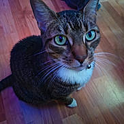 Lilly is registered to the contest to win money with this photo: cat, tabby, green_eyes, whiskers, collar, bell, wooden_floor, indoor, pet, animal, feline, cute, curious, sitting, close_up, striped_fur, white_paws, domestic_cat, house_pet, fur