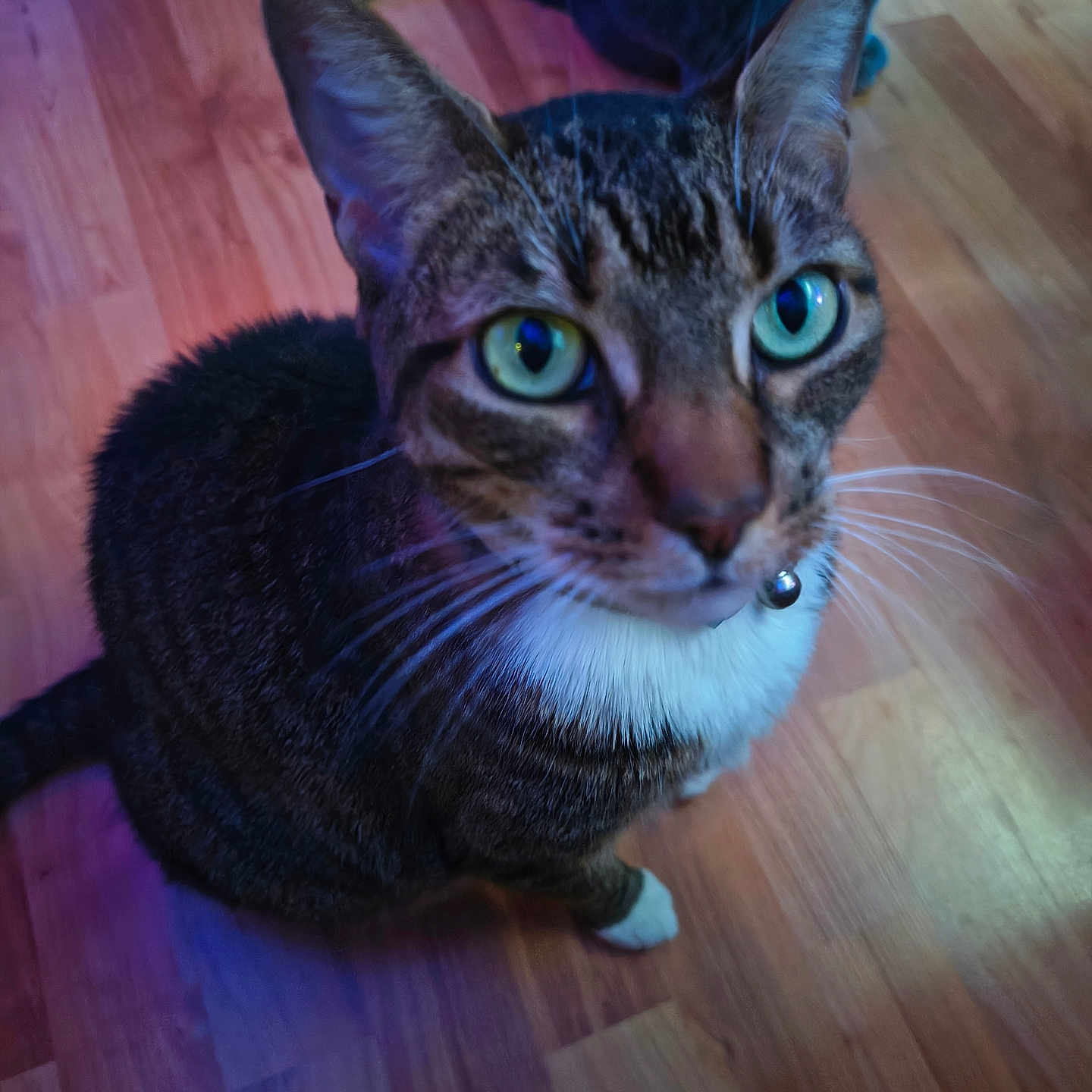 Lilly