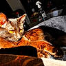 Gemini is registered to the contest to win money with this photo: cat, feline, pet, animal, sunlight, orange_eyes, fur, relaxing, indoors, blanket, cozy, comfort, resting, closeup, domestic_cat, mammal, whiskers, paw, table, spray_bottle