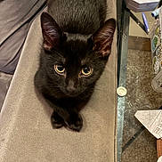 Gemini joined the competition — help win amazing prizes! black_cat, cat, pet, animal, feline, indoor, curious, paws, fur, whiskers, eyes, resting, couch, soft_surface, table, glass_table, clutter, coin, container, pen