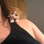 Ghost Face is registered to the contest to win money with this photo: kitten, cat, pet, shoulder, black_clothing, orange_and_white, indoor, cute, small, animal, feline, person_partial, tank_top, couch, curious, young, fur, close_up, resting, cozy