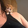 animal, black_clothing, cat, close_up, couch, cozy, curious, cute, feline, fur, indoor, kitten, orange_and_white, person_partial, pet, resting, shoulder, small, tank_top, young