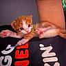 Ghost Face is registered to the contest to win money with this photo: kitten, cat, orange_cat, white_cat, paw, pink_paw, stretching, curious, indoor, soft_fur, close_up, cute, pet, animal, young, small, lying_down, resting, human_arm, tshirt