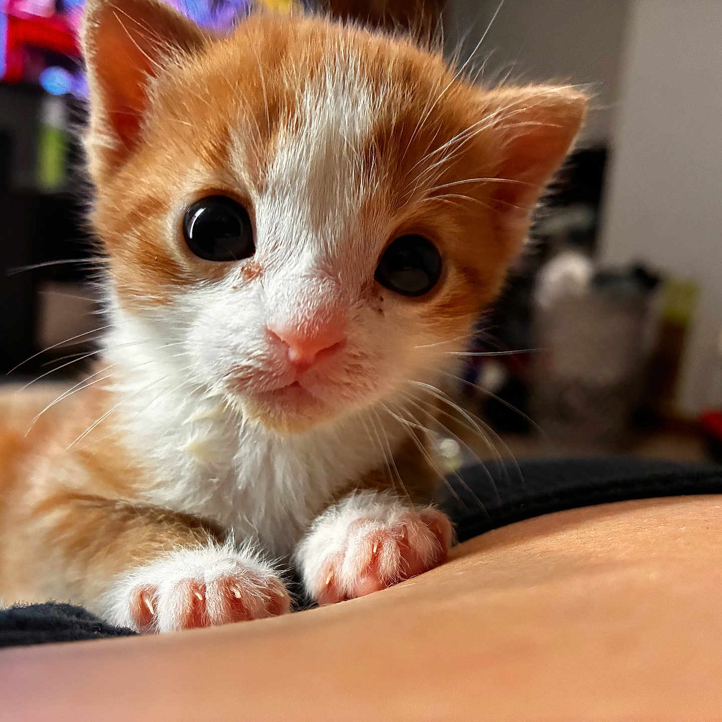 Ghost Face joined the competition — help win amazing prizes! kitten, cat, orange, white, cute, pet, animal, indoor, closeup, whiskers, paws, fur, young, domestic, curious, face, eyes, small, mammal, portrait