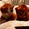 adorable, animal, baby_cat, blanket, cat, closeup, cozy, cute, feline, fur, ginger_cat, indoor, kitten, pet, resting, sleeping_area, small, soft_texture, two_kittens, young